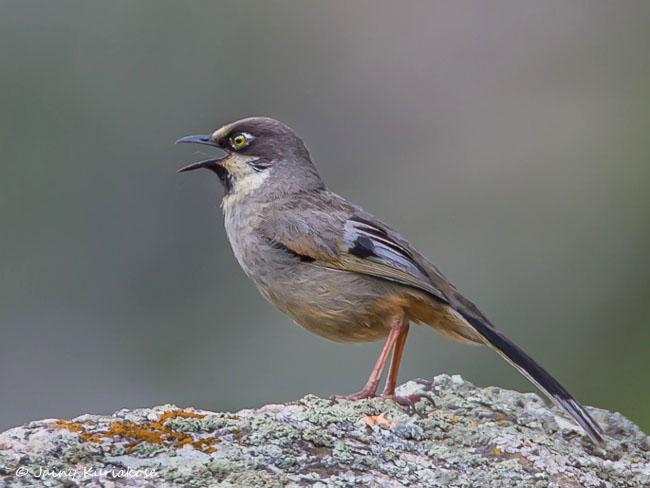 ��ɫ����