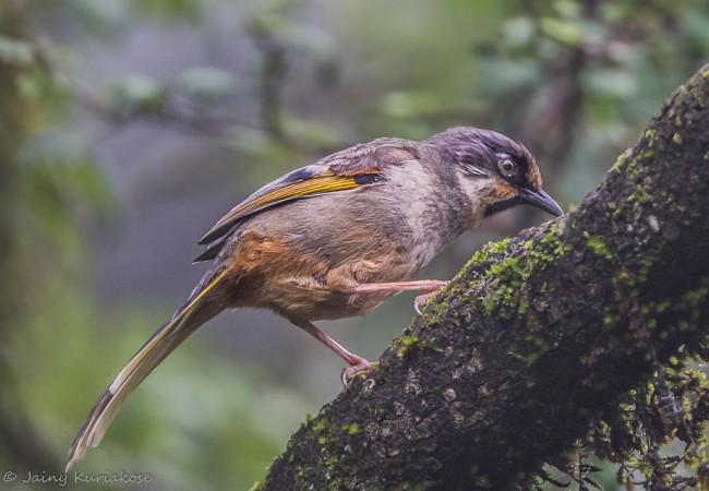 ��ɫ����