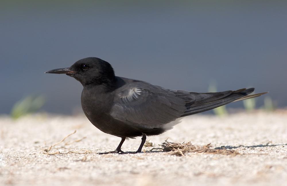 黑浮鸥 黑浮鸥的图片