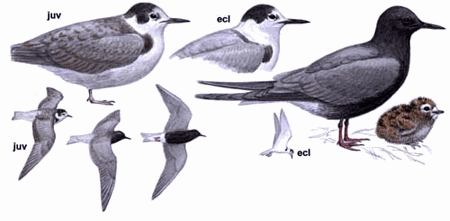 �ڸ�Ÿ����̬����ͼ