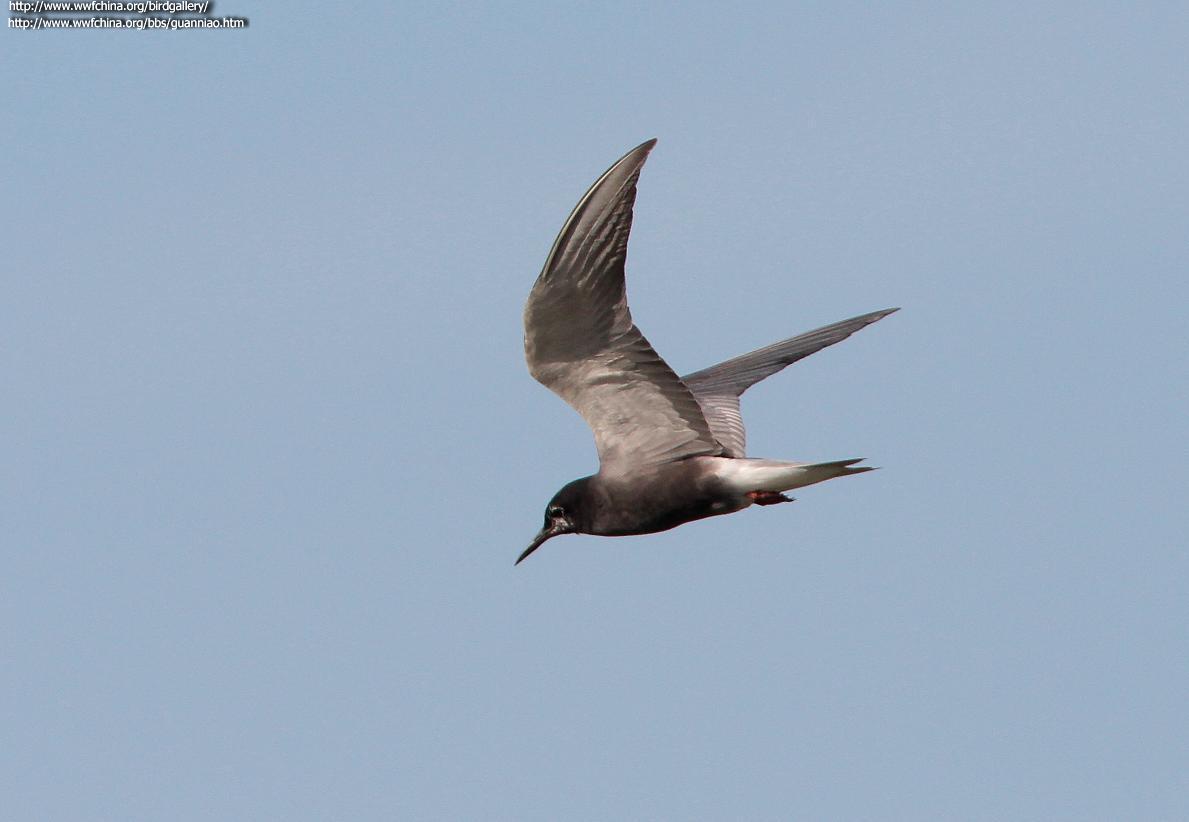 �ڸ�Ÿ������ͼ