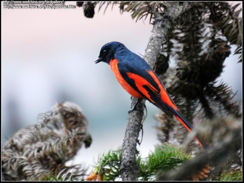 ��βɽ�����ͼƬ