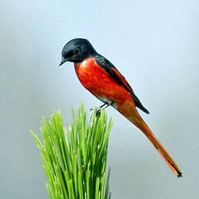 ��βɽ��������