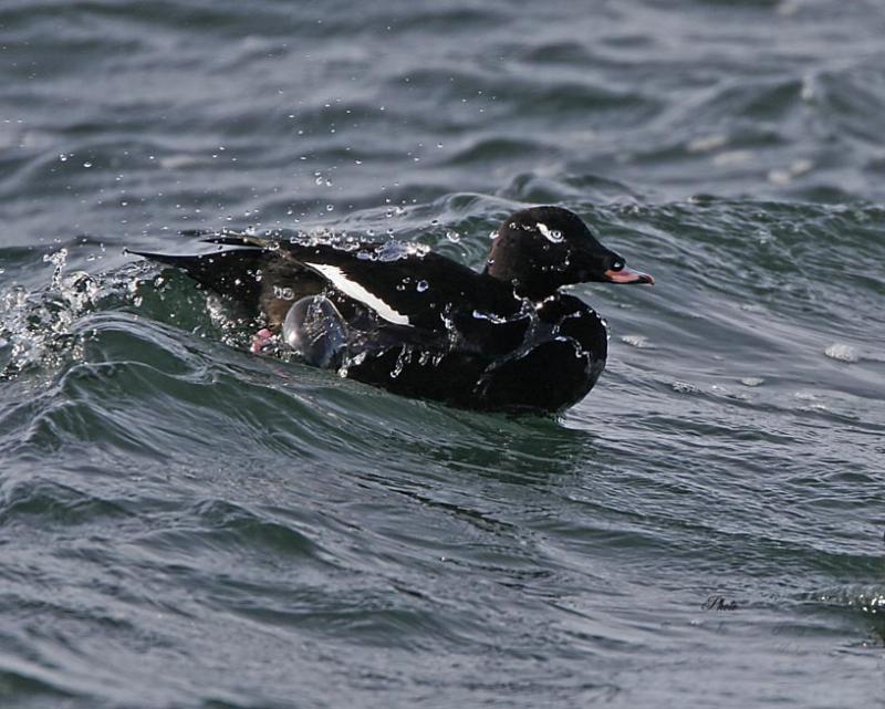 ��������Ѽ