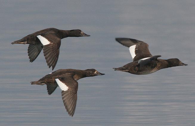 ��������Ѽ