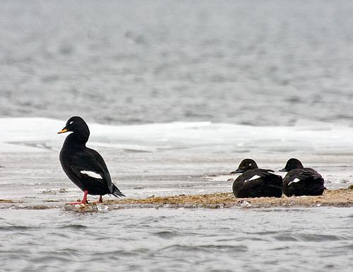 ��������Ѽ