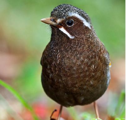 ��ɽ����