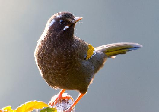 ��ɽ����