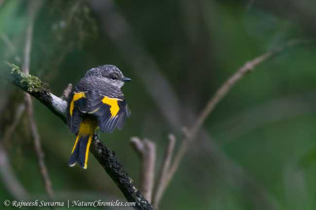 ����ɽ�����ǳ���