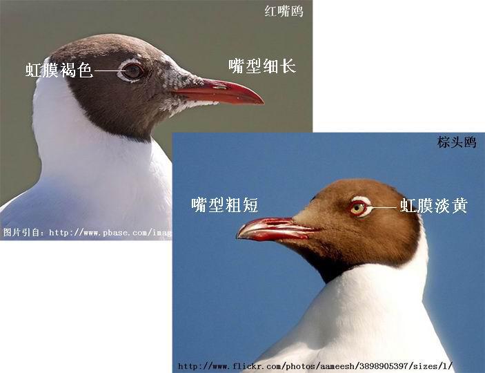 ����Ÿ���񣬡������ɫ������ͷŸ���񣬡�����͸����