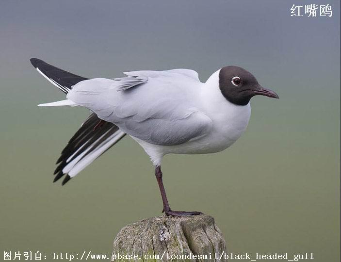 ����Ÿ���񣬡������ɫ��