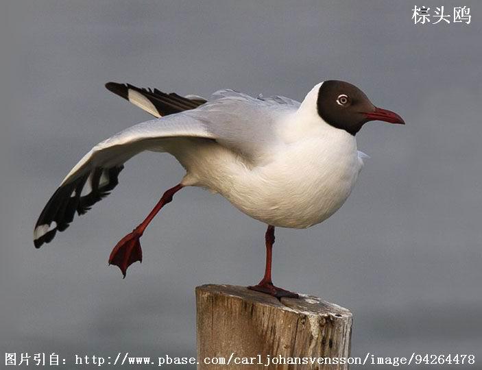 ��ͷŸ���񣬡�����͸����