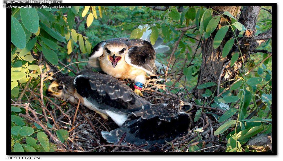 �ڳ�𰣺���񣨻�־��