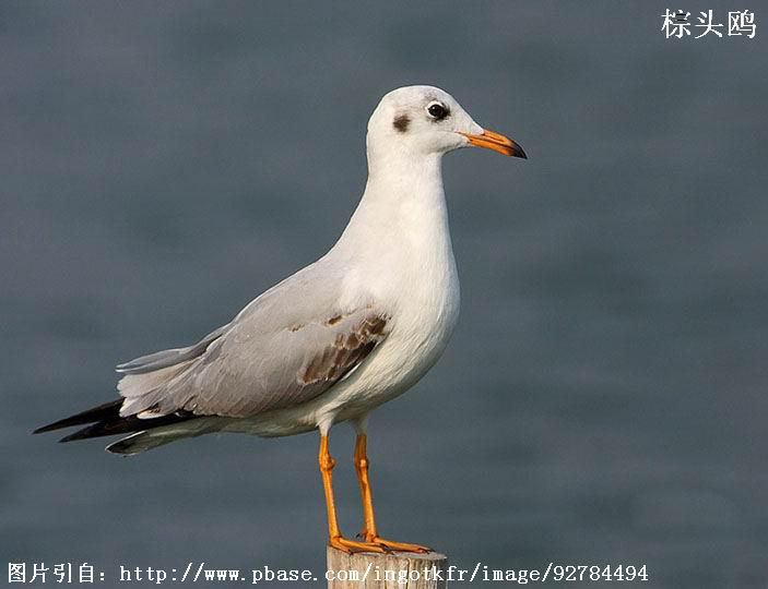 ��ͷŸ�ǳ���