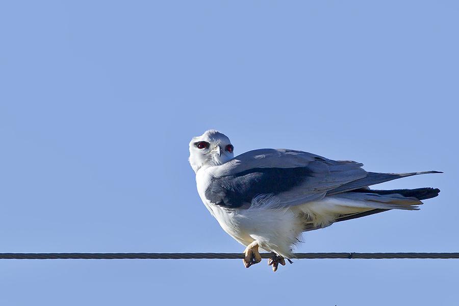 �ڳ�𰣬����9991