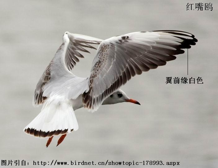 ����Ÿ�ǳ�����ǰԵ��ɫ����״��