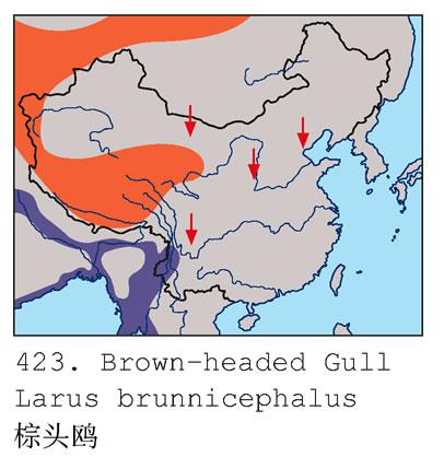 ��ͷŸ�������ֲ�ͼ