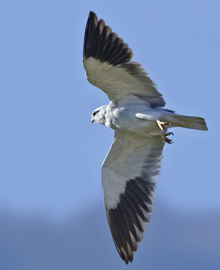 �ڳ�𰣬����9991