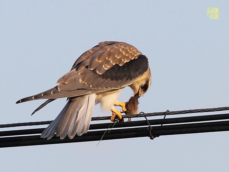 �ڳ�𰣬����չ�����