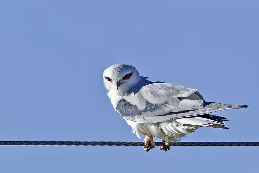 �ڳ�𰣬����9991