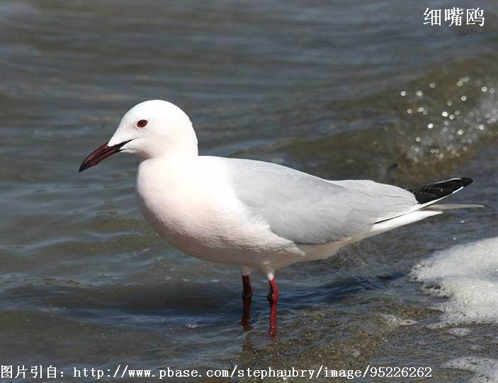 ϸ��Ÿ��ͼƬ