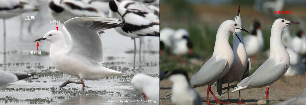 ϸ��Ÿ�е��������������ںͻ����б仯