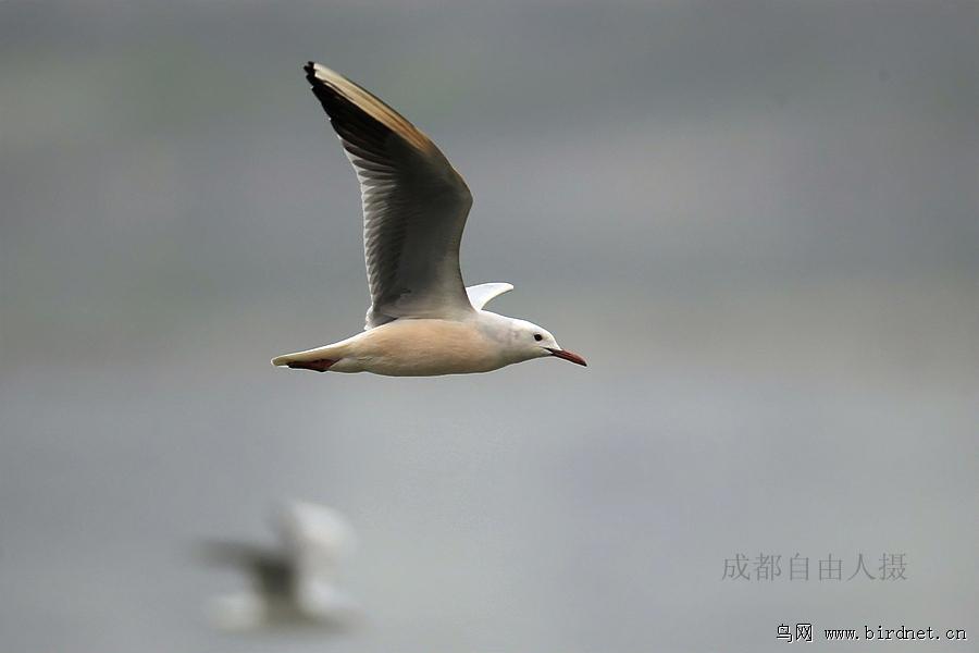 ϸ��Ÿ������ƫ�ۺ�