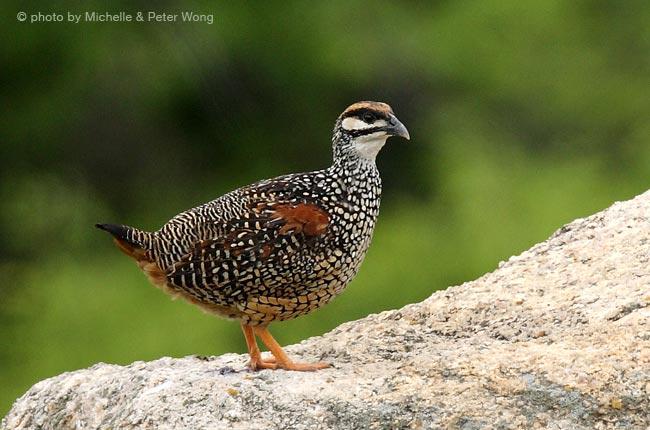 ÖлªðÑð³ ÖлªðÑð³µÄͼƬ