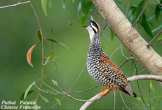 �л���𳣺����