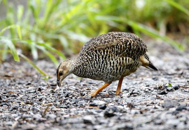 Chinese Francolin