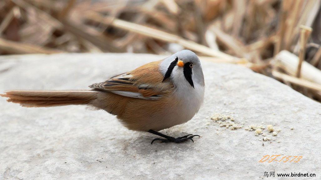 文须雀 文须雀的图片
