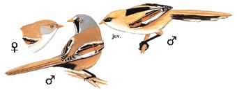 ����ȸ����̬����ͼ