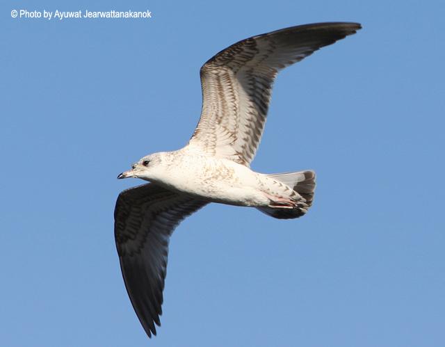 ��Ÿ���ڶ�����