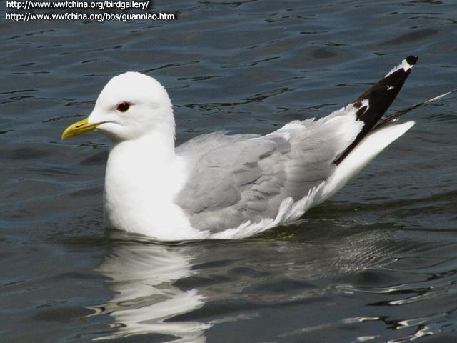 ��Ÿ����ֳ��