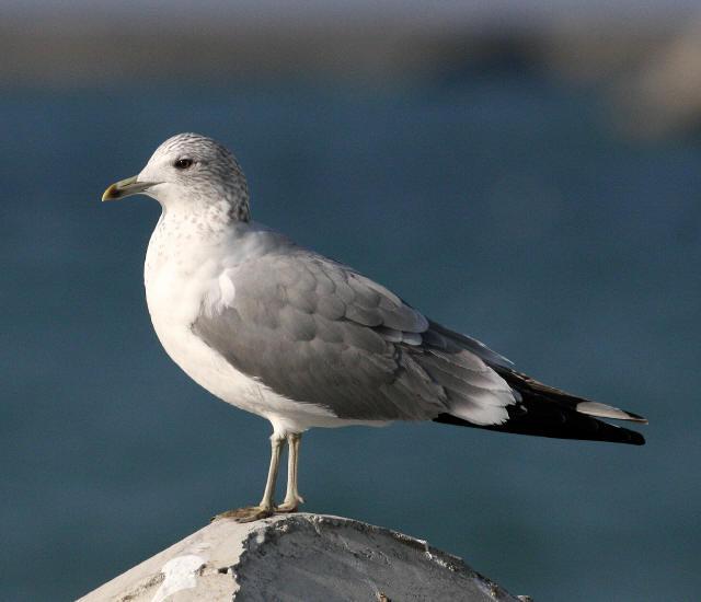 ��Ÿ���Ƿ�ֳ��