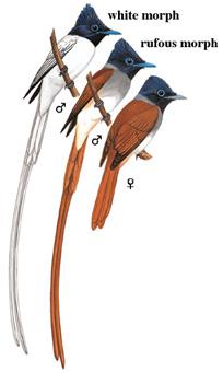 �ٴ�����̬����ͼ