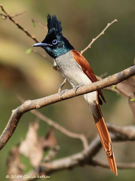 �ٴ���������������ӡ�ȣ�