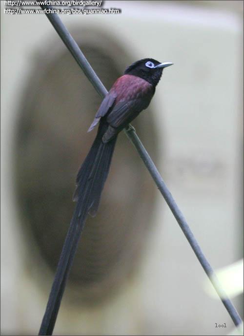 ���ٴ�������