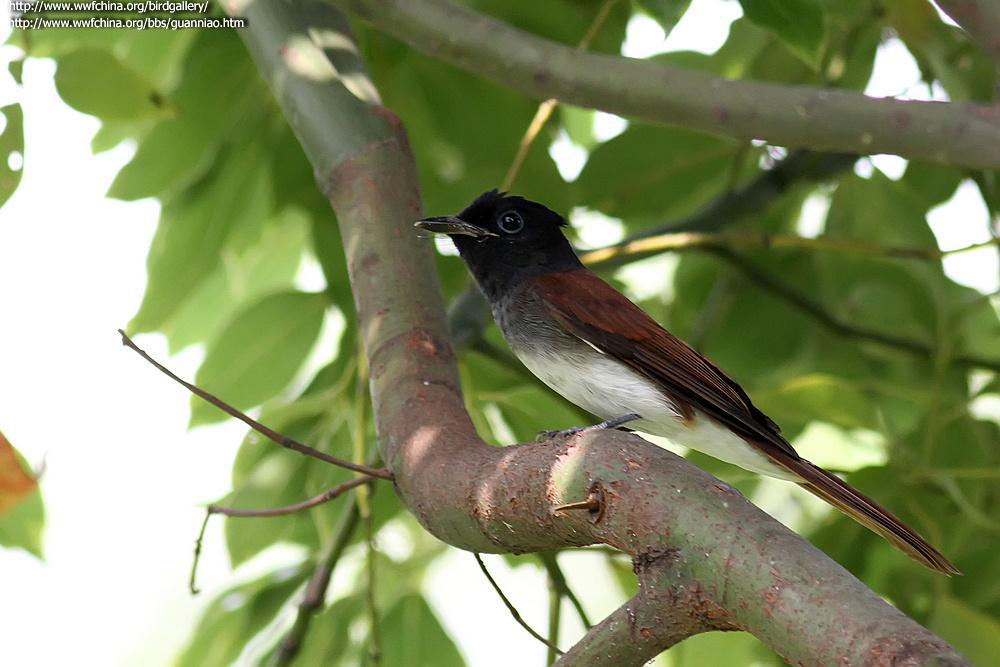 ���ٴ�������