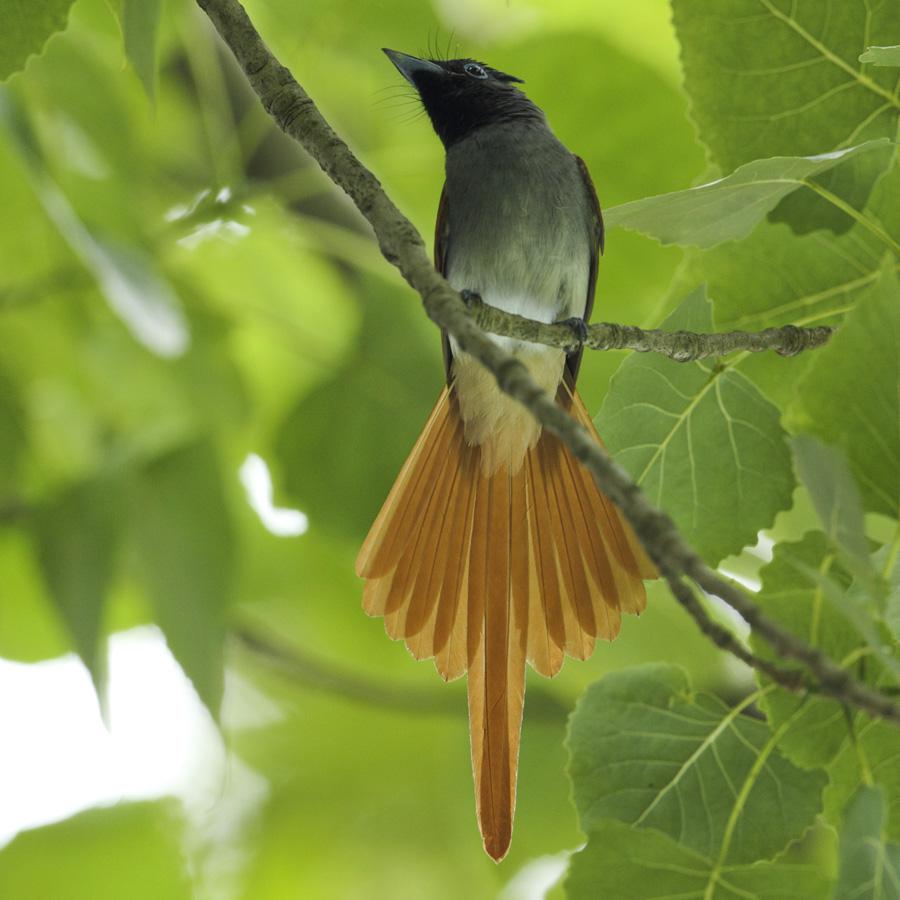 �ٴ���������ɫ��