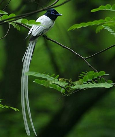 �ٴ������񣺰�ɫ��