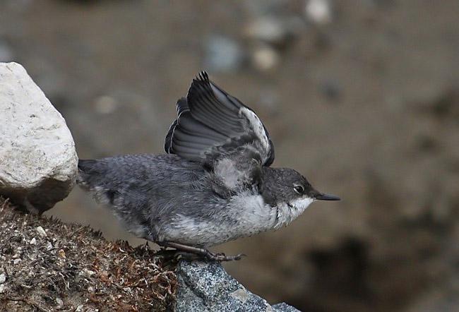 ���ڣ�����