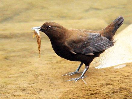 ���ڻ��Ǻֺ��ڣ�