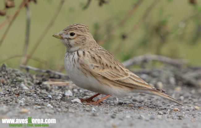 亚洲短趾百灵 亚洲短趾百灵的图片