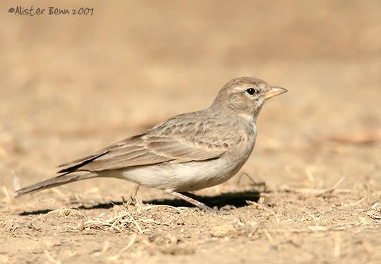 ���޶�ֺ����