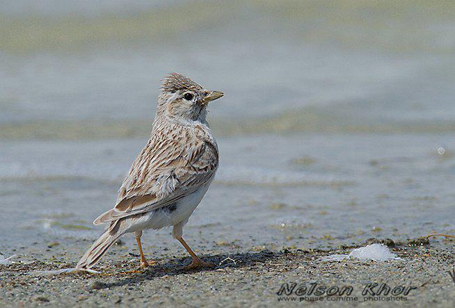 ���޶�ֺ���飺ͷ������