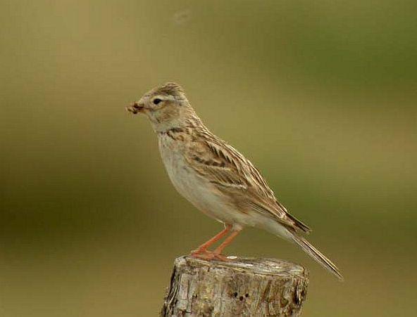 ���޶�ֺ����