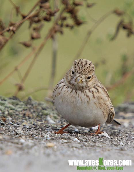 ���޶�ֺ���飺ͷ��ϸ��