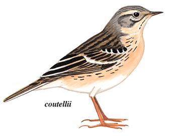 ˮ�ң��Ƿ�ֳ�ڣ������ơ�����ۺ졢��ƫ��ɫ