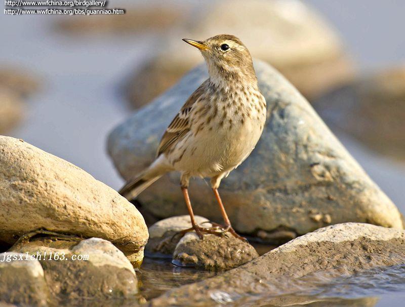 ˮ�ң��Ƿ�ֳ�ڣ��ߺ�ɫ���ơ���ƫ��ɫ����Ӱ����ݣ�����ص㣺����������ʱ�䣺20111201